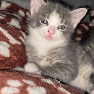 Meet your Posher, Barbara